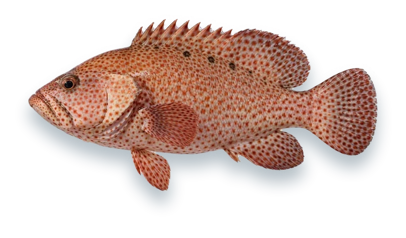 Studio photograph of a Graysby (Cephalopholis cruentata), side view, on a white background