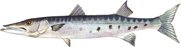 Great Barracuda