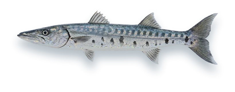 Studio photograph of a Great Barracuda (Sphyraena barracuda), side view, on a white background