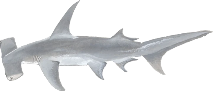 Great Hammerhead
