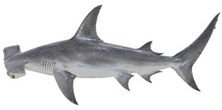 Studio photograph of a Great Hammerhead (Sphyrna mokarran), side view, on a white background