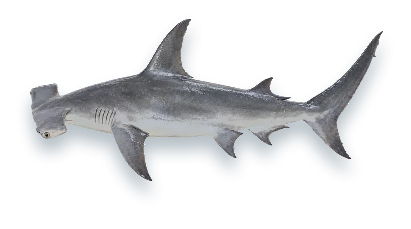 Studio photograph of a Great Hammerhead (Sphyrna mokarran), side view, on a white background