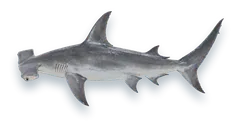 Studio photograph of a Great Hammerhead (Sphyrna mokarran), side view, on a white background
