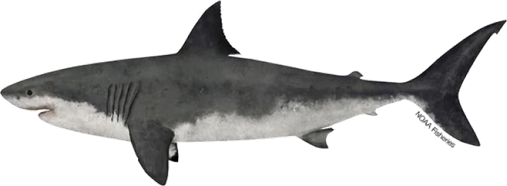 Great White Shark