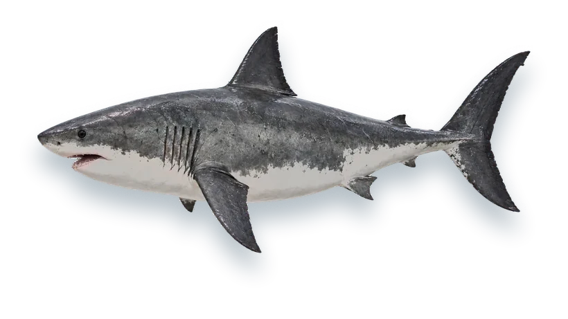 Studio photograph of a Great White Shark (Carcharodon carcharias), side view, on a white background