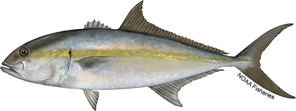 Greater Amberjack