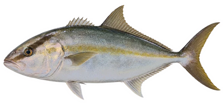 Studio photograph of a Greater Amberjack (Seriola dumerili), side view, on a white background