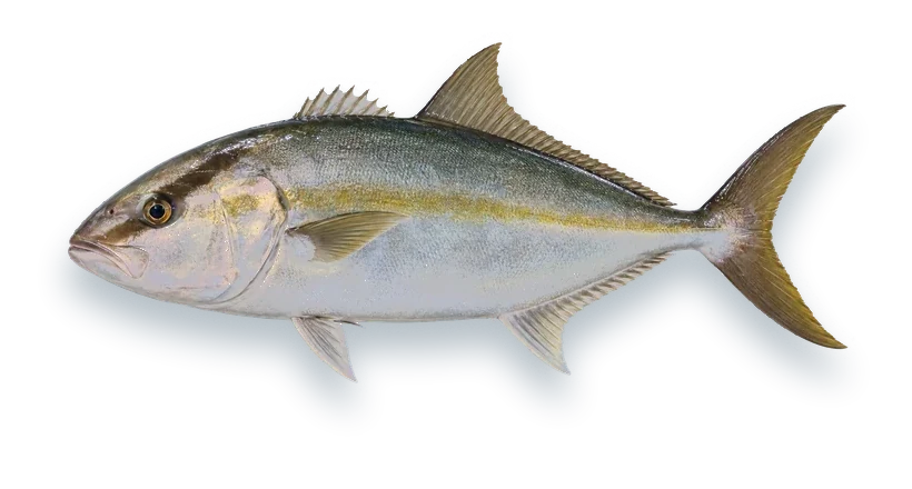 Studio photograph of a Greater Amberjack (Seriola dumerili), side view, on a white background
