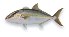 Studio photograph of a Greater Amberjack (Seriola dumerili), side view, on a white background