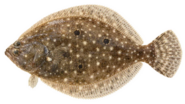 Studio photograph of a Gulf Flounder (Paralichthys albigutta), seen from above, on a white background