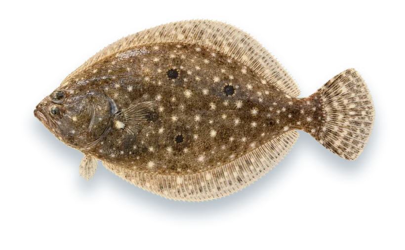 Studio photograph of a Gulf Flounder (Paralichthys albigutta), seen from above, on a white background