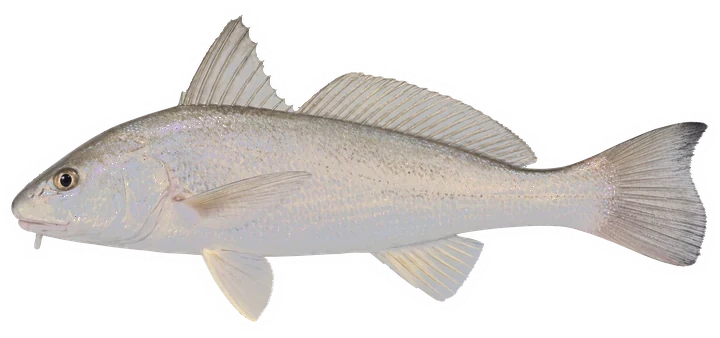 Studio photograph of a Gulf Kingfish (Menticirrhus littoralis), side view, on a white background