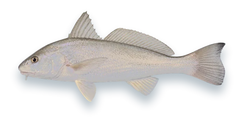 Studio photograph of a Gulf Kingfish (Menticirrhus littoralis), side view, on a white background