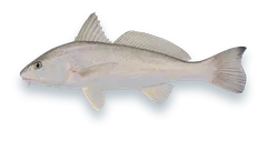 Studio photograph of a Gulf Kingfish (Menticirrhus littoralis), side view, on a white background