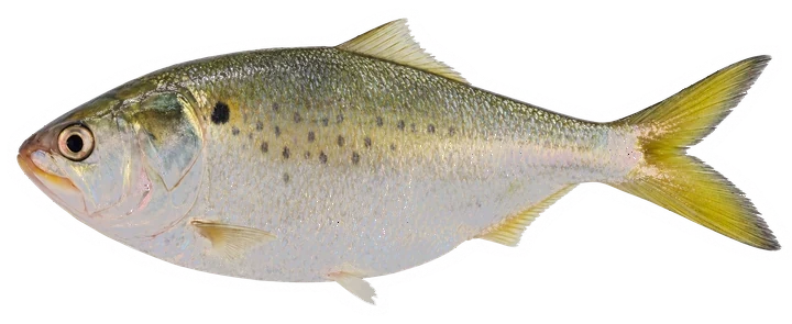 Studio photograph of a Gulf Menhaden (Brevoortia patronus), side view, on a white background