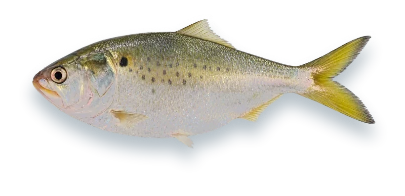 Studio photograph of a Gulf Menhaden (Brevoortia patronus), side view, on a white background