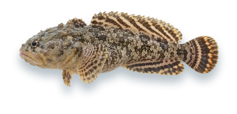 Studio photograph of a Gulf Toadfish (Opsanus beta), side view, on a white background