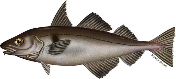 Haddock