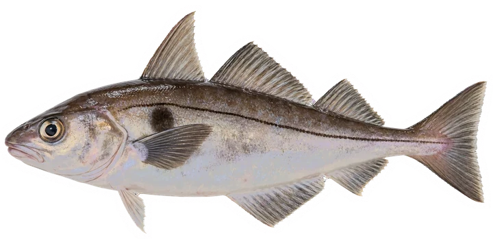 Studio photograph of a Haddock (Melanogrammus aeglefinus), side view, on a white background