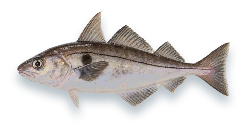 Studio photograph of a Haddock (Melanogrammus aeglefinus), side view, on a white background