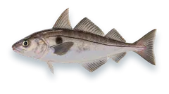 Studio photograph of a Haddock (Melanogrammus aeglefinus), side view, on a white background