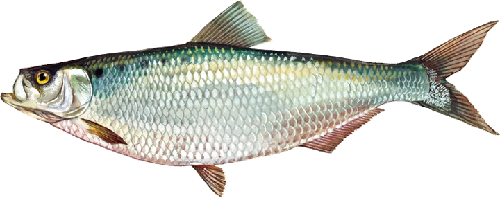 Hickory Shad