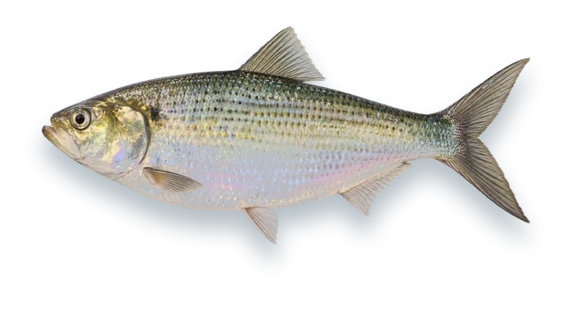 Studio photograph of a Hickory Shad (Alosa mediocris), side view, on a white background