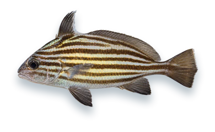 Studio photograph of a High-Hat (Pareques acuminatus), side view, on a white background
