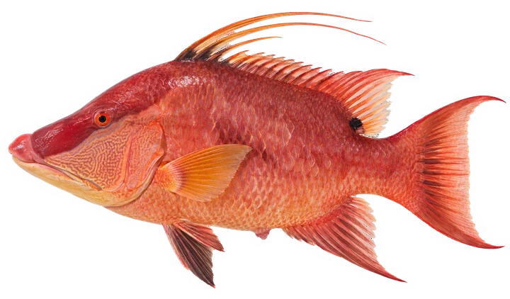 Studio photograph of a Hogfish (Lachnolaimus maximus), side view, on a white background