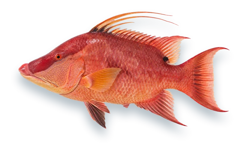 Studio photograph of a Hogfish (Lachnolaimus maximus), side view, on a white background
