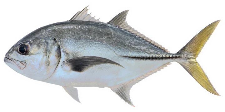 Studio photograph of a Horse-eye Jack (Caranx latus), side view, on a white background