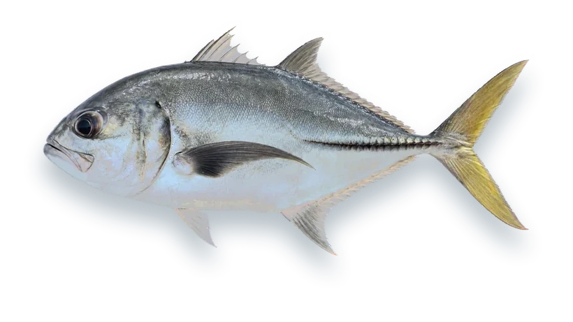 Studio photograph of a Horse-eye Jack (Caranx latus), side view, on a white background