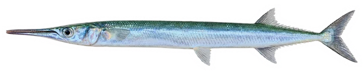 Studio photograph of a Houndfish (Tylosurus crocodilus), side view, on a white background