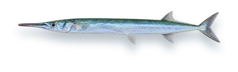 Studio photograph of a Houndfish (Tylosurus crocodilus), side view, on a white background