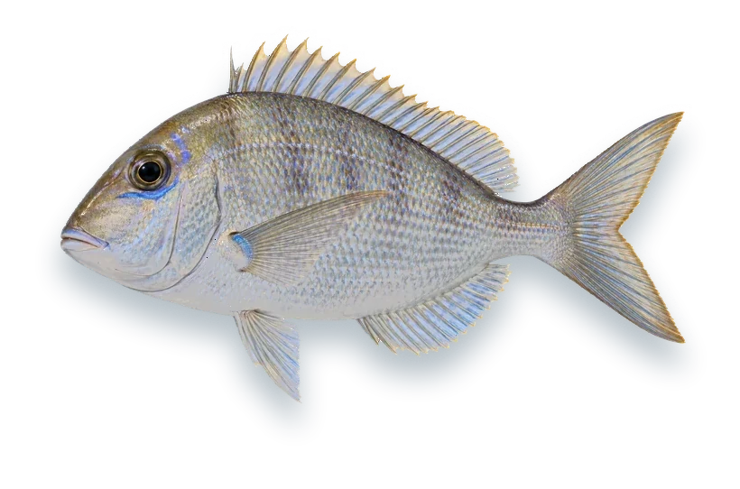 Studio photograph of a Jolthead Porgy (Calamus bajonado), side view, on a white background
