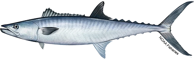 King Mackerel