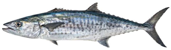 Studio photograph of a King Mackerel (Scomberomorus cavalla), side view, on a white background