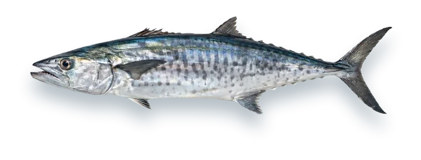Studio photograph of a King Mackerel (Scomberomorus cavalla), side view, on a white background