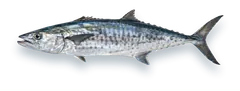 Studio photograph of a King Mackerel (Scomberomorus cavalla), side view, on a white background