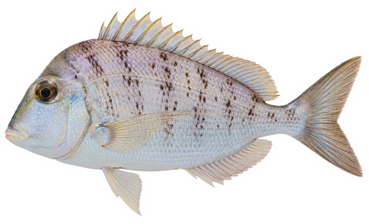 Studio photograph of a Knobbed Porgy (Calamus nodosus), side view, on a white background