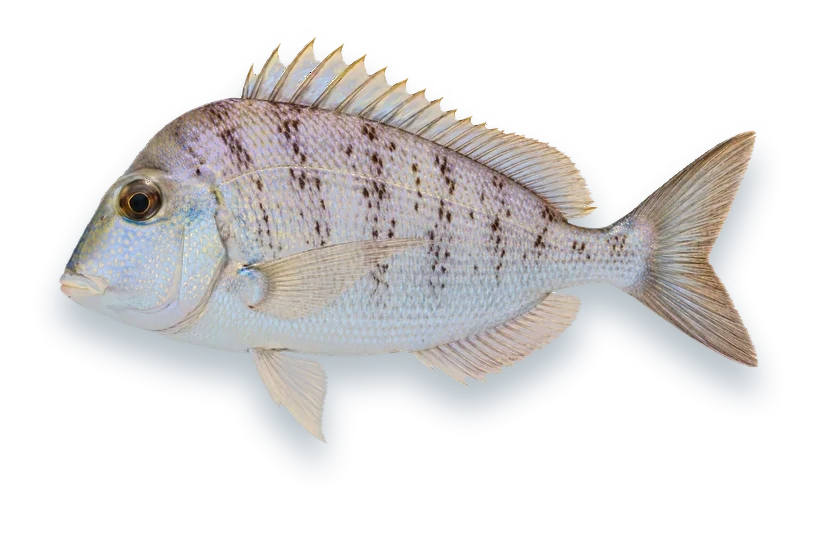 Studio photograph of a Knobbed Porgy (Calamus nodosus), side view, on a white background