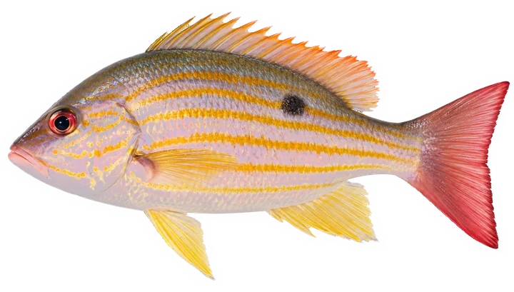 Studio photograph of a Lane Snapper (Lutjanus synagris), side view, on a white background