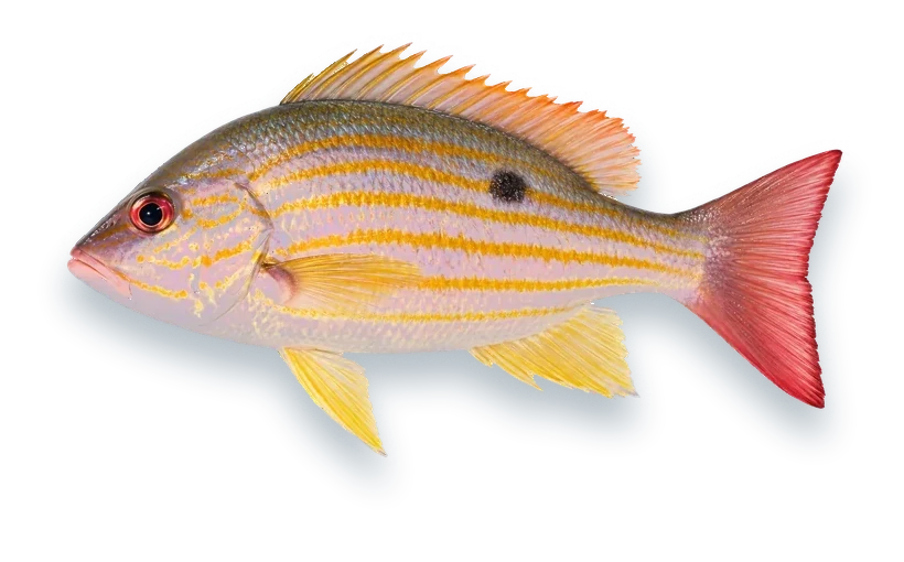 Studio photograph of a Lane Snapper (Lutjanus synagris), side view, on a white background