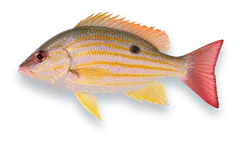 Studio photograph of a Lane Snapper (Lutjanus synagris), side view, on a white background