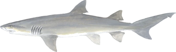Lemon Shark