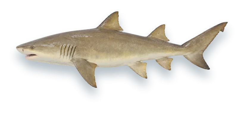 Studio photograph of a Lemon Shark (Negaprion brevirostris), side view, on a white background