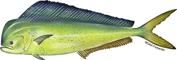 Mahi-Mahi