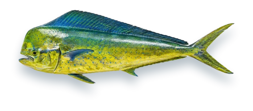 Studio photograph of a Mahi-Mahi (Coryphaena hippurus), side view, on a white background