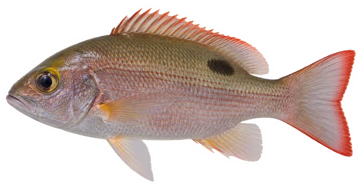 Studio photograph of a Mahogany Snapper (Lutjanus mahogoni), side view, on a white background