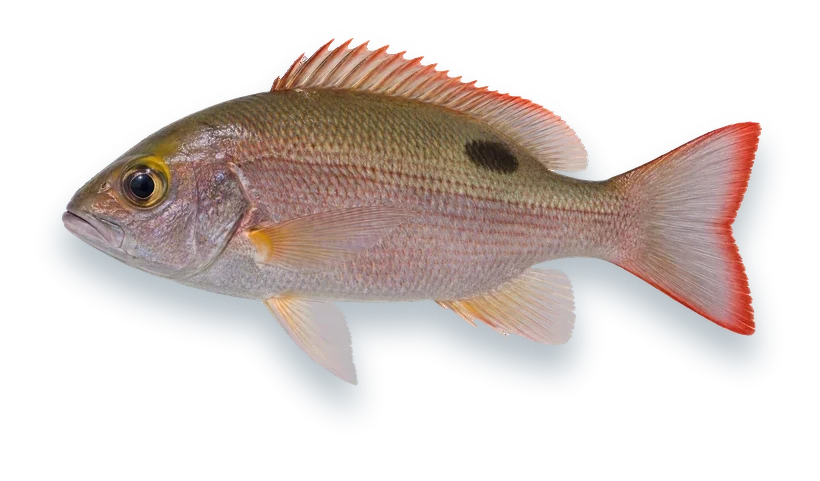 Studio photograph of a Mahogany Snapper (Lutjanus mahogoni), side view, on a white background